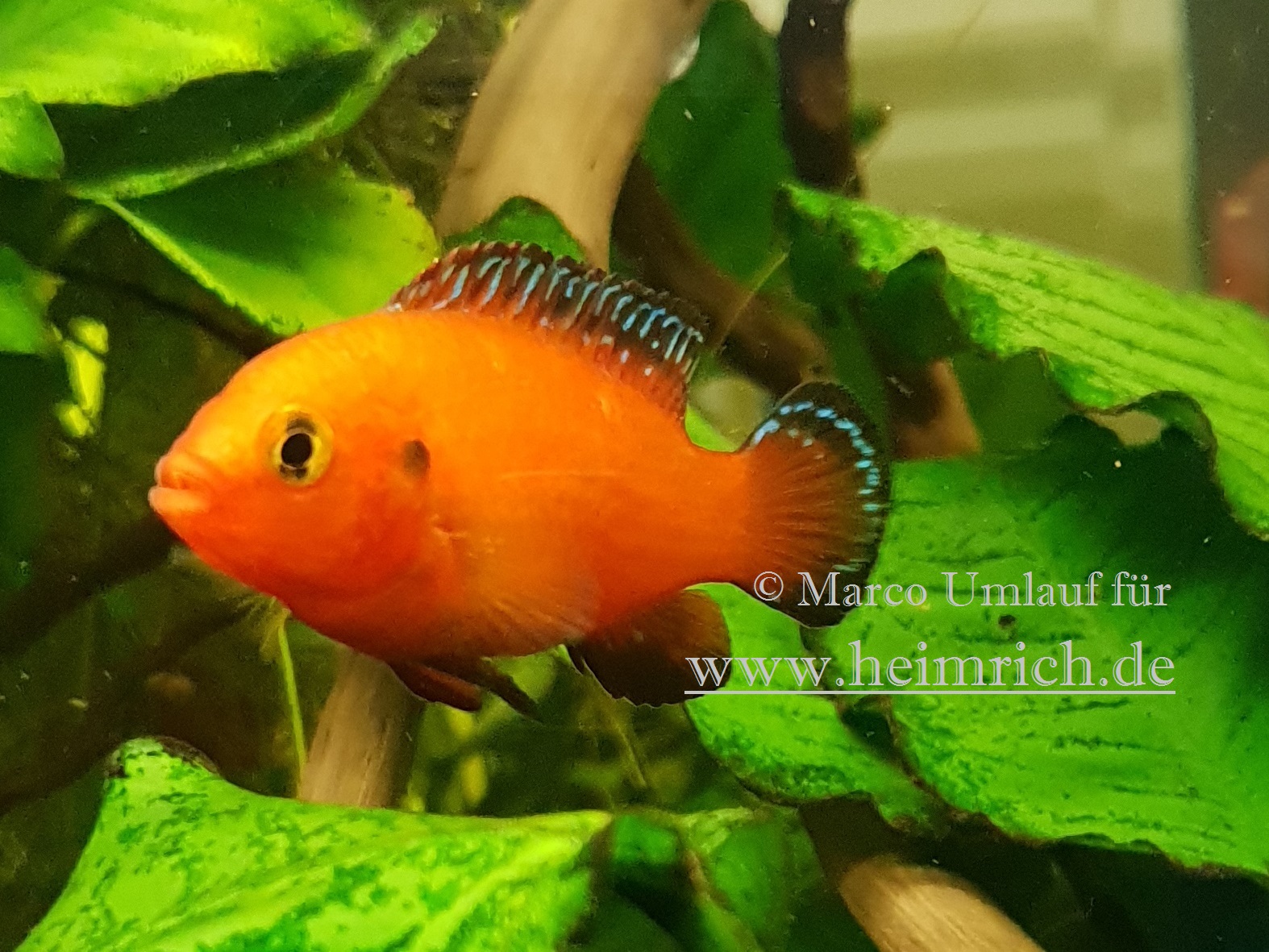 Hemichromis exsul weibl., small  (Roter Juwelenbuntbarsch)