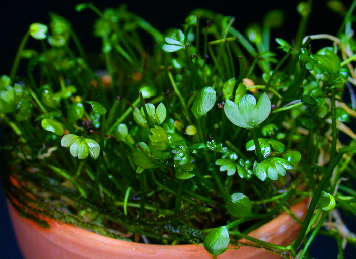 Marsilea crenata