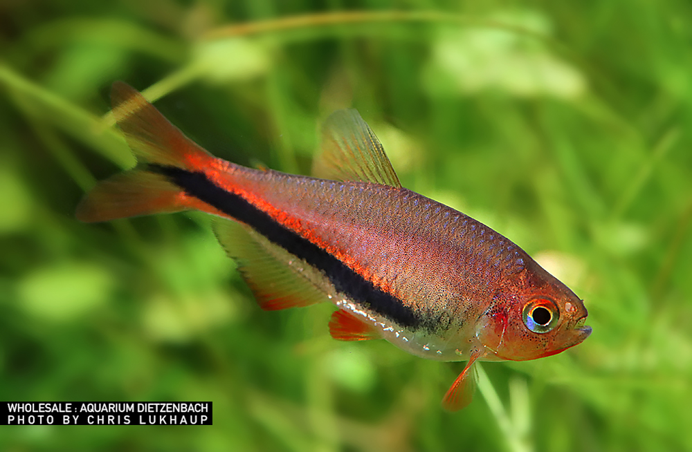 Inpaichthys luizae (Königssalmler Black Arrow)