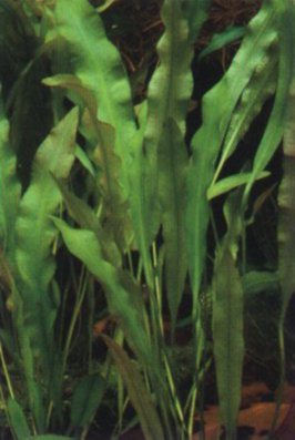 Aponogeton undulatus