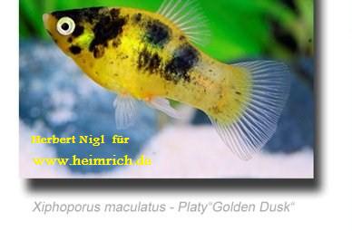 Platy 'Golden Dusk', lg (Xiph. mac.)