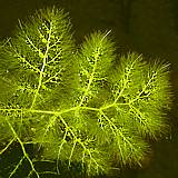 Utricularia spec.