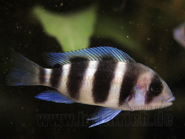 Cyphotilapia frontosa "BLUE ZAIRE"