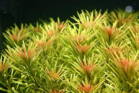 Ludwigia inclinata, cuba