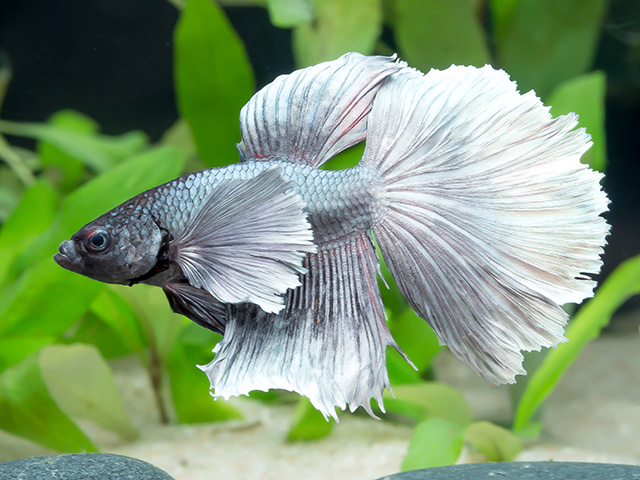 Siam. Kampffisch PREMIUM-Special 'Halfmoon Bigear', lg (Betta splendens)