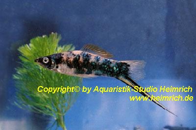 Schwertträger "Blue Calico", lg (Xiph. hellerie, spec. Blue Cali