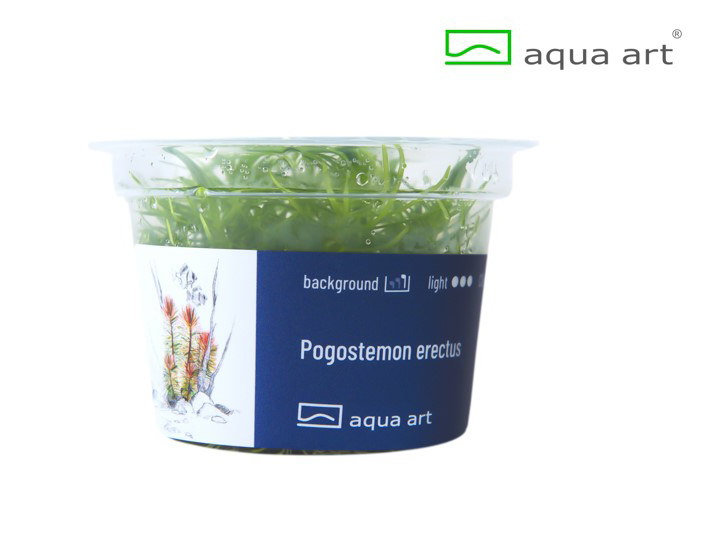Pogostemon erectus - 1 Stk
