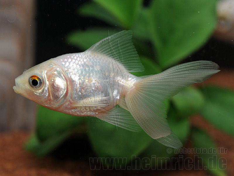 Schleierschwanz, 8cm "Weiss" (Carrasius auratus)