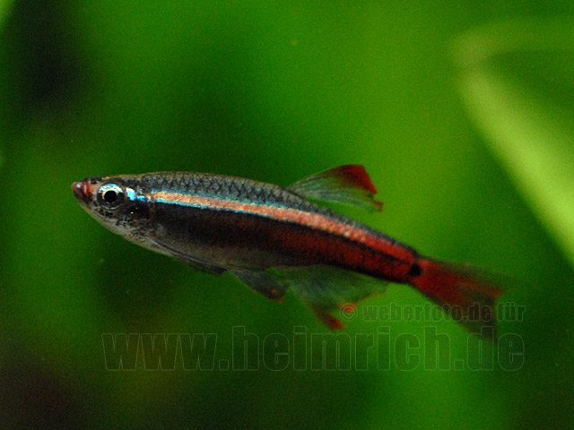 Kardinalfisch, lg Schleier (Tanichthys albonubes)