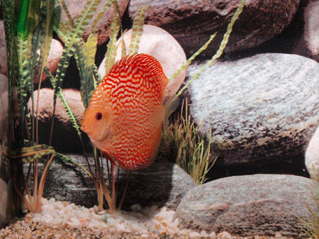 Diskus Pigeon Blood Snake, 14cm