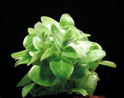 Bacopa lanigera, spec. matizada