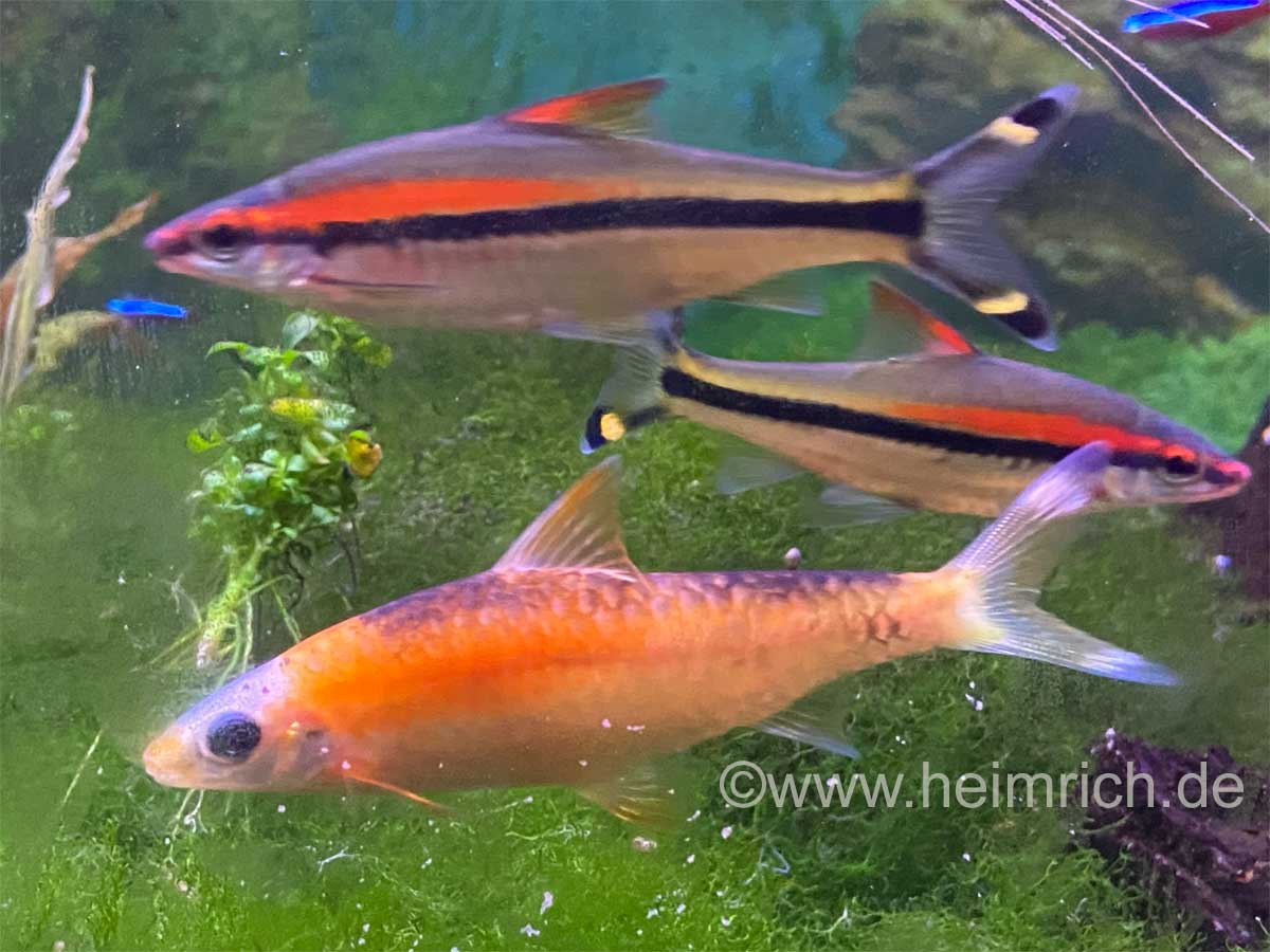 Rotstrich-Algenfresser ALBINO, lg (Puntius denisonii)