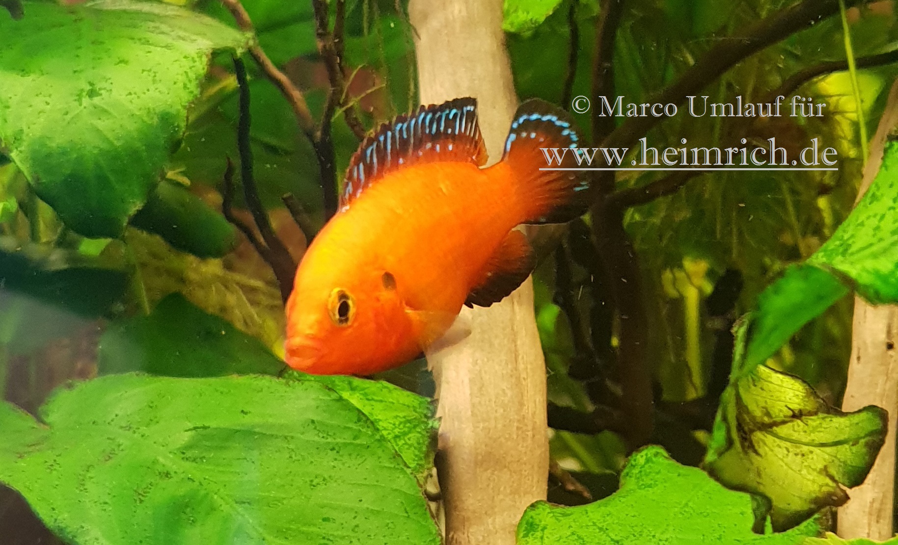 Hemichromis exsul männl., small  (Roter Juwelenbuntbarsch)