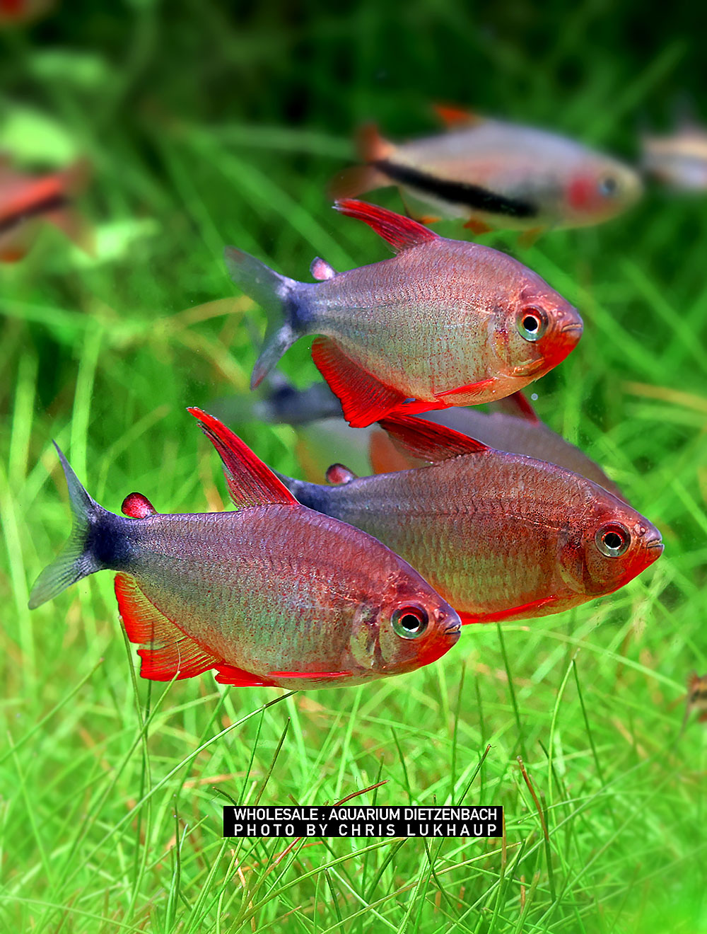 Hyphessobrycon peugeotorum, med 10er-Gruppe (Peugeot-Salmler)
