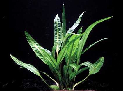 Cryptocoryne balansae verde