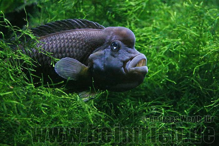Steatocranus casuarius (Buckelkopfbuntbarsch)
