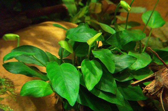Anubia barteri nana, spec. 'Rundblatt'
