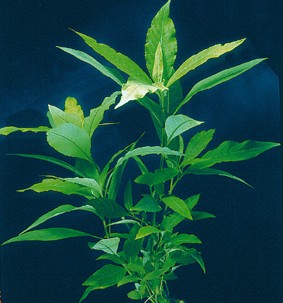 Hygrophila guyanensis (Südamerikanischer Wasserfreund)
