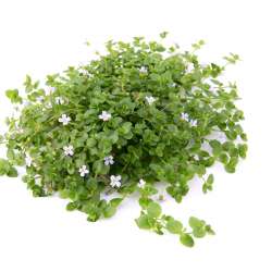 Bacopa australis In-Vitro