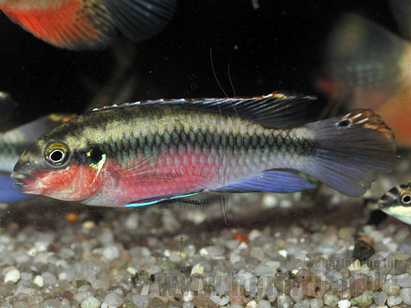 Pelv. pulcher "Super Red", männl. SHOW (Purpurprachtbarsch)