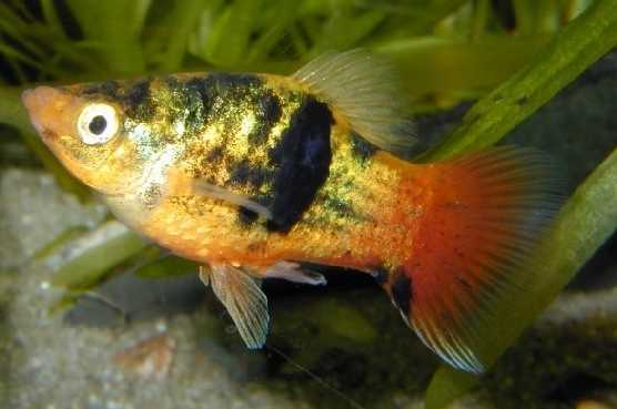 Platy "Gold Calico", lg (Xiph. mac., spec. Gold Calico)