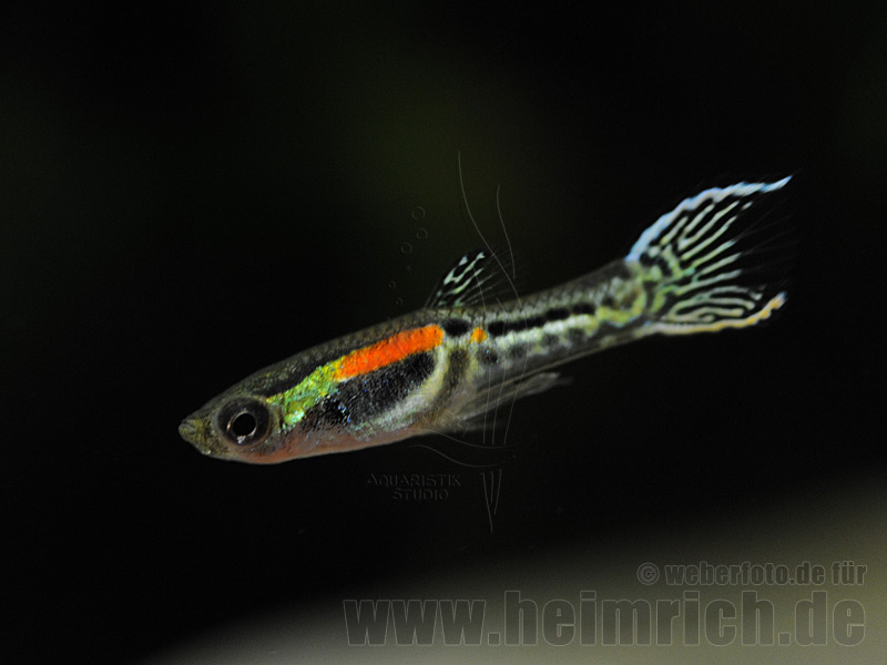 Guppy, Endler Yellow small (Poecilia wingei)