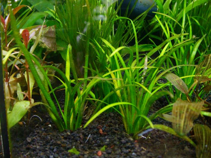 Sagittaria subalatus