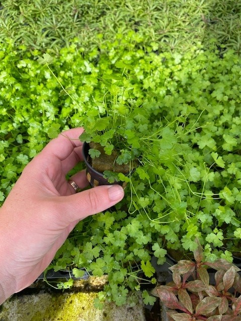 Hydrocotyle tripartita (Dreiblättriger Wassernabel)