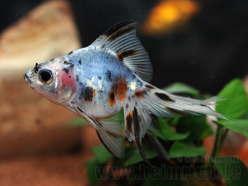 Schleierschwanz, 6cm "CALICO" (Carrasius auratus)