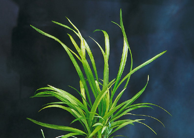 Echinodorus austroamericanus (Bolivianische Zwergschwertpflanze)