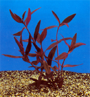 Alternanthera (Telanthera) sessilis