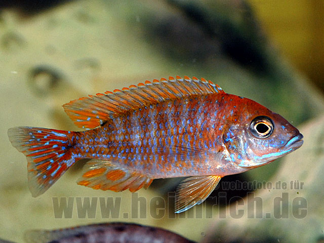 Aulonocara Red Rubin SPECIAL