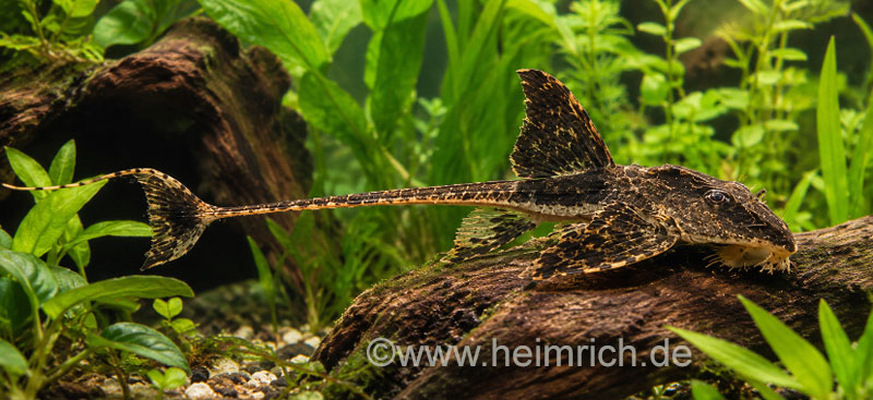 Loricaria Rio Atabapo, lg 5er-Gruppe (Zügelstrich-Hexenwels)