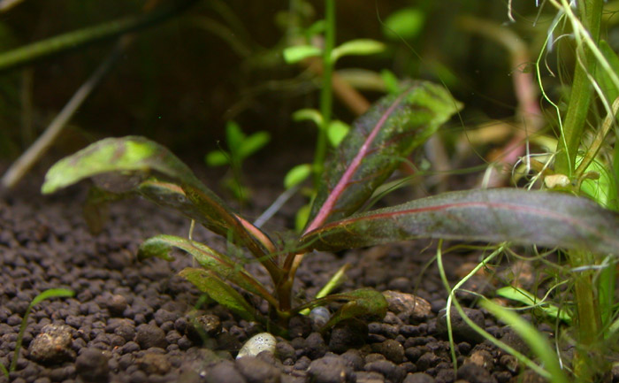 Nomaphila spec.'Rot'