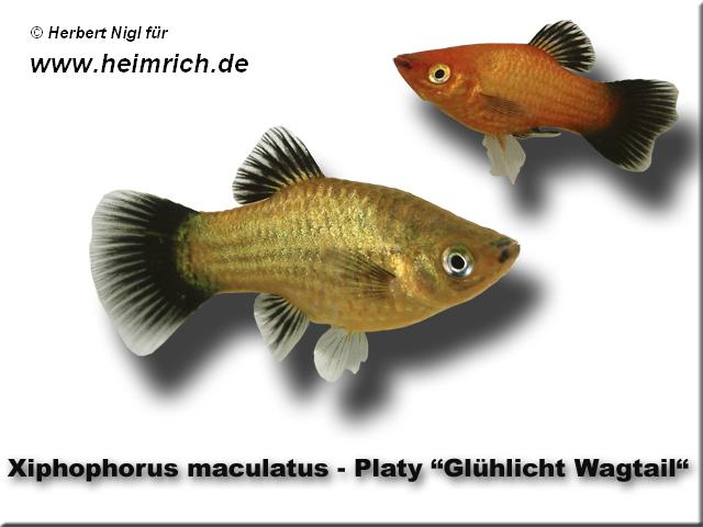 Platy PREMIUM-"Glühlicht Wagtail", lg (Xiph. mac., spec.)