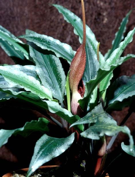 Langenandra thwaitesii (Thwaites's Langenandra)