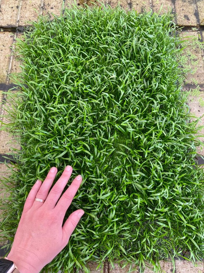 Lilaeopsis novae zelandiae, auf Schwamm 40x60cm