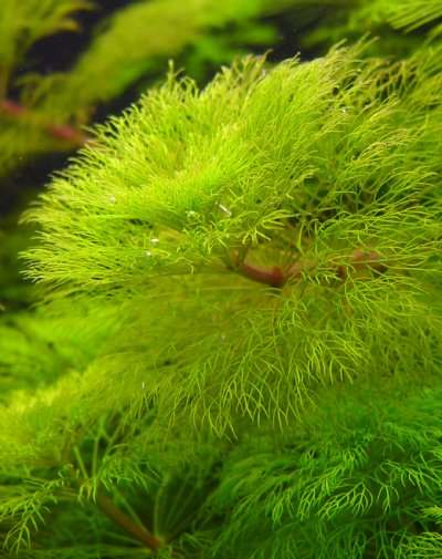 Limnophila spec. Gigantea