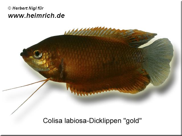 Dicklippiger Fadenfisch "GOLD", lg (Colisa labiosa)