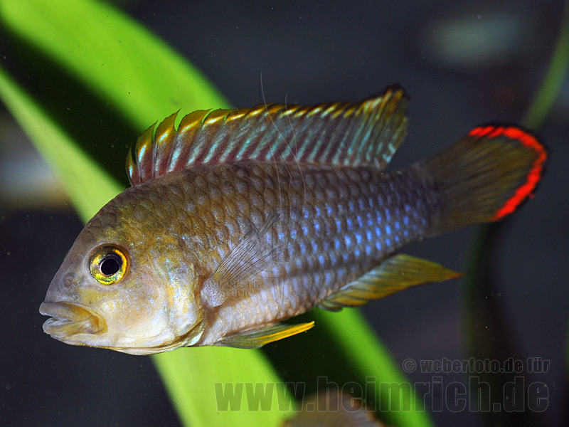 Apistogramma nijsseni, XXL (Panda-Zwergbuntbarsch)
