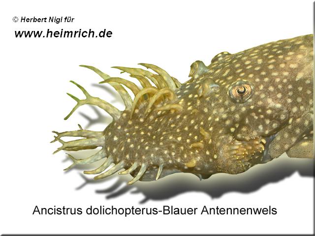 Ancistrus dolichopterus, lg (Blauer Antennenwels)
