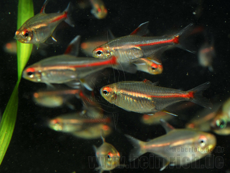 Glühlichtsalmler, 50 Stück SHOW (Hemigrammus erythrozonus)