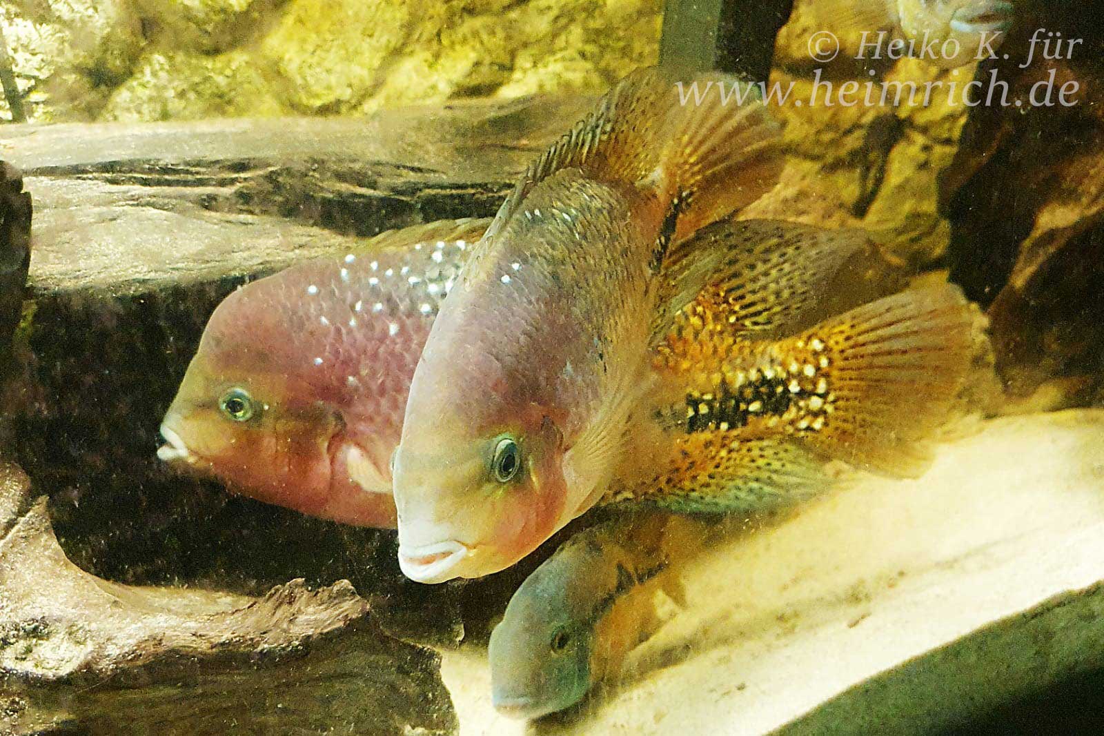 Cichlasoma synspilum spec. Blue spotted (Rarität)