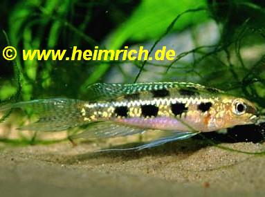 Crenicara filamentosa (Gabelschwanz-Schachbrettcichlide)