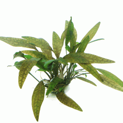 Cryptocoryne cordata In-Vitro