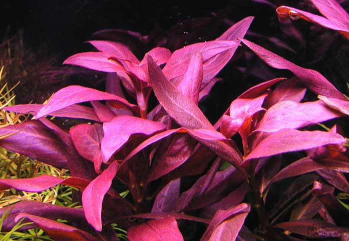Ludwigia peruensis