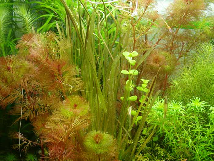 Blyxa auberti