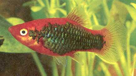 Platy "Red Tuxedo", lg (Xiph. mac., spec. Red Tuxedo)