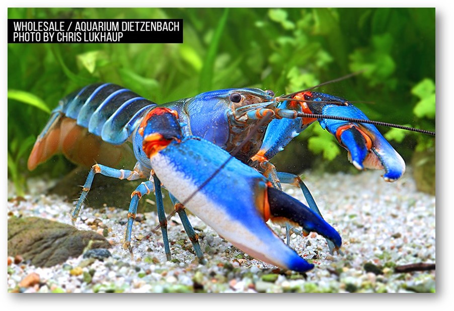 Cherax alyciae - "blue kong" Krebs