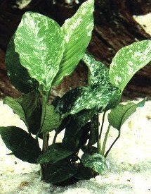 Anubia barteri, spec. variegata